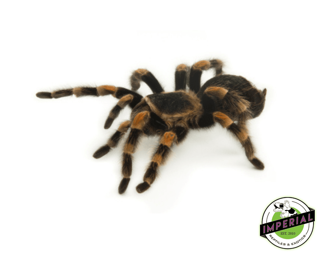 mexican-redknee-tarantula-for-
