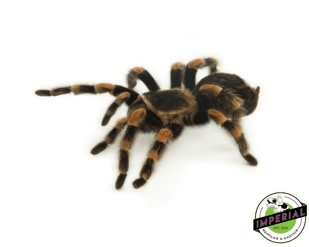 71 REZA産 特選 長棘 アガベ TARANTULA Mexican Giant Red Knee