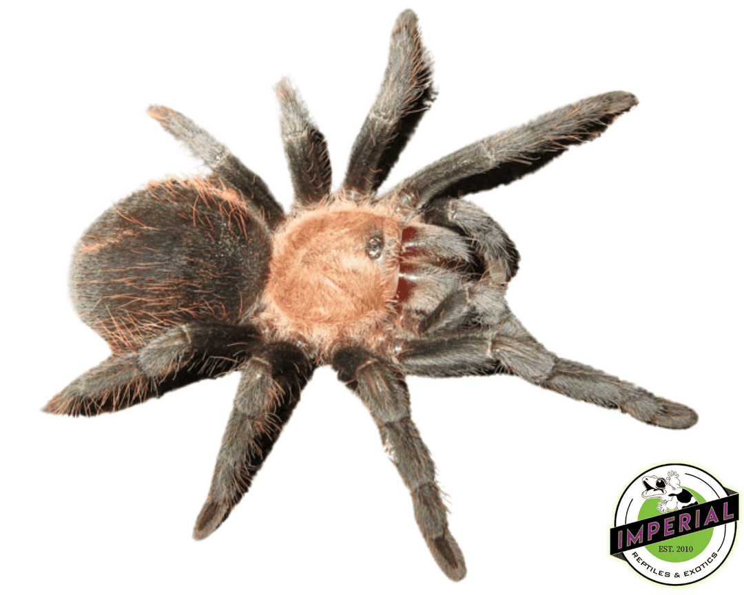 mexican-rose-Aphonopelma-