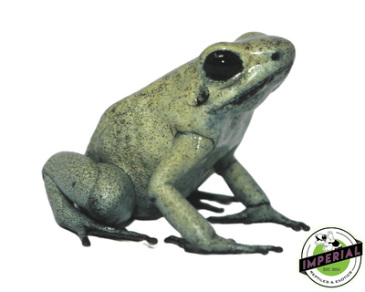 Mint Phyllobates terribilis poison dart frog for sale, buy amphibians online