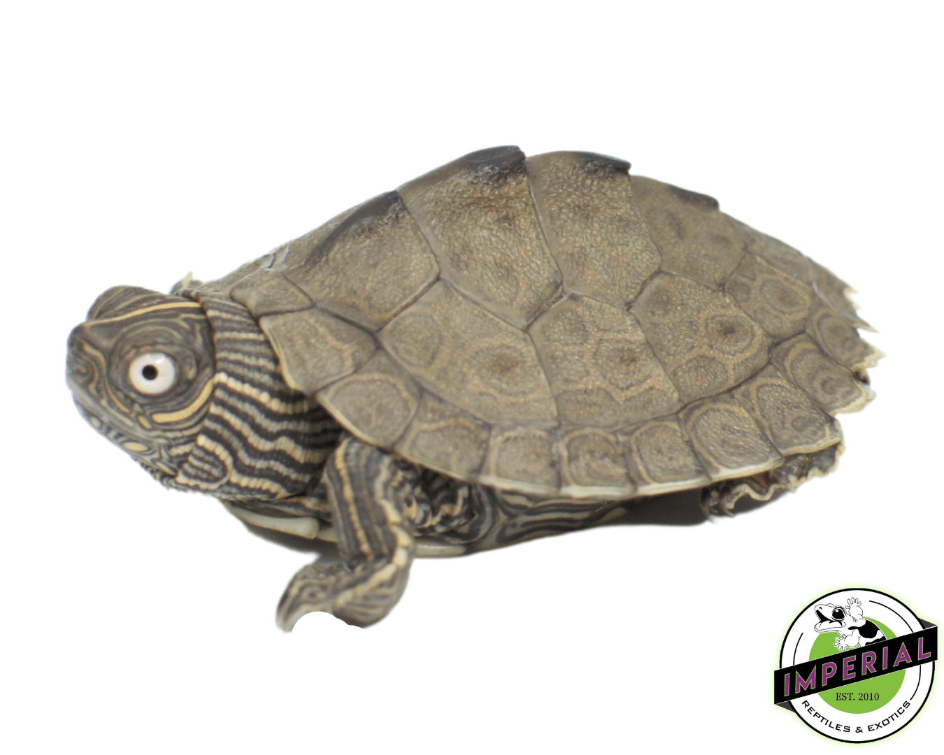 mississippi map turtles for sale, buy turtles online at cheap prices 