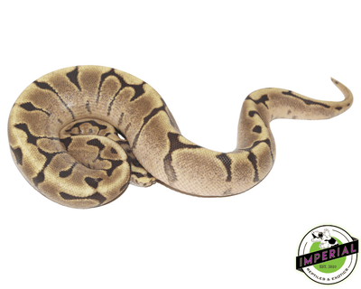 Mojave woma ball python for sale, buy reptiles online