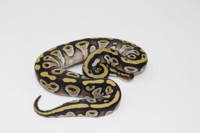 mojave ball python for sale, buy reptiles online