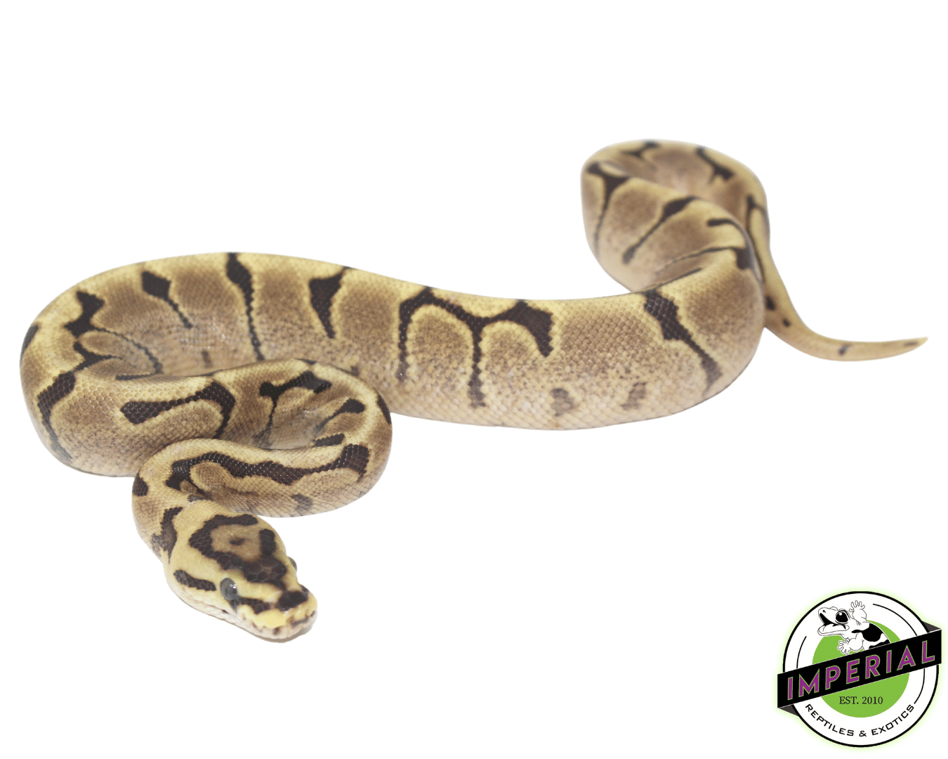 Mojave woma ball python for sale, buy reptiles online