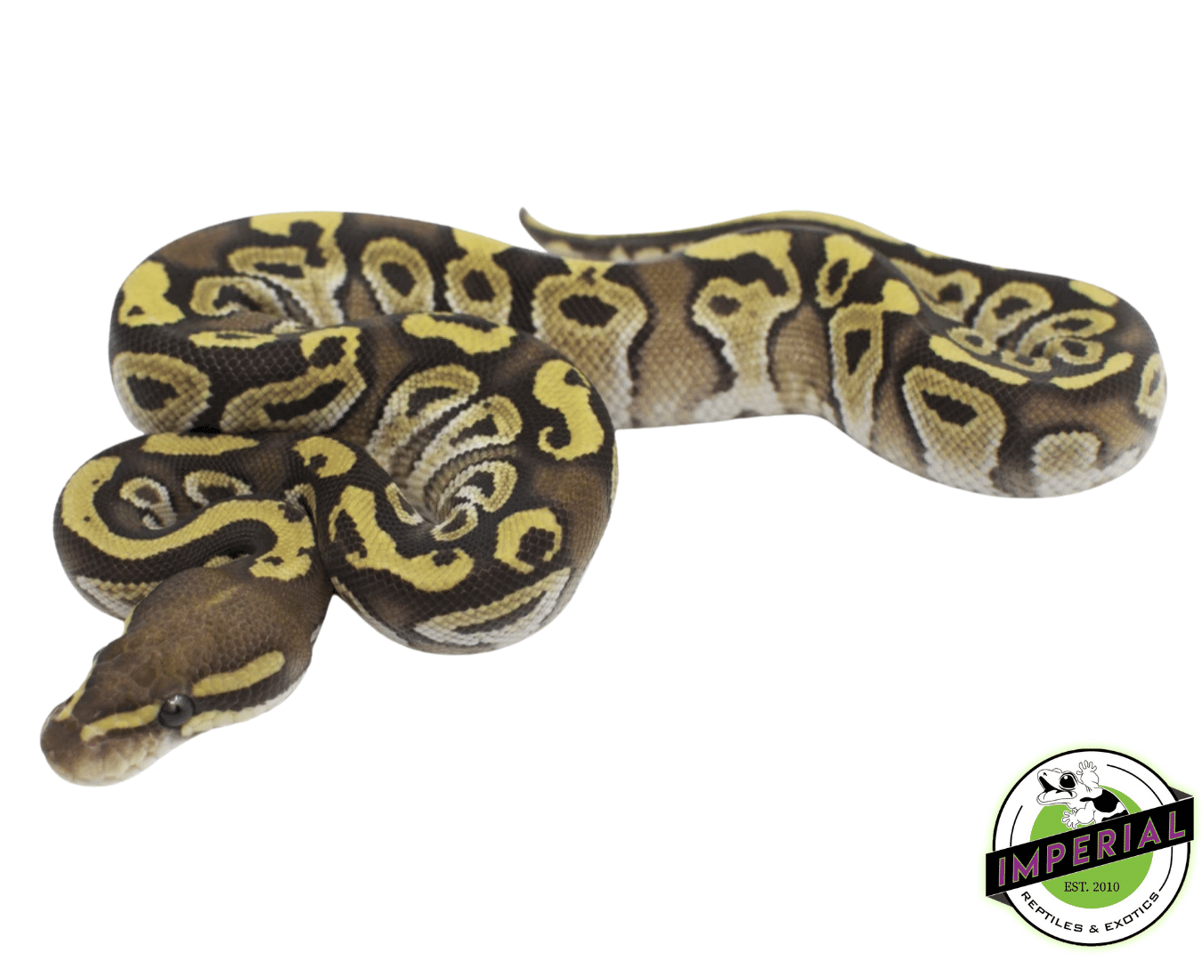 mojave ball python for sale, buy reptiles online