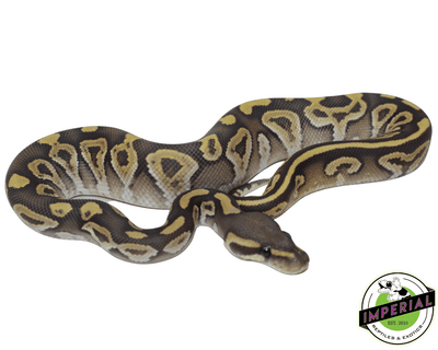 mojave ghost ball python for sale, buy reptiles online