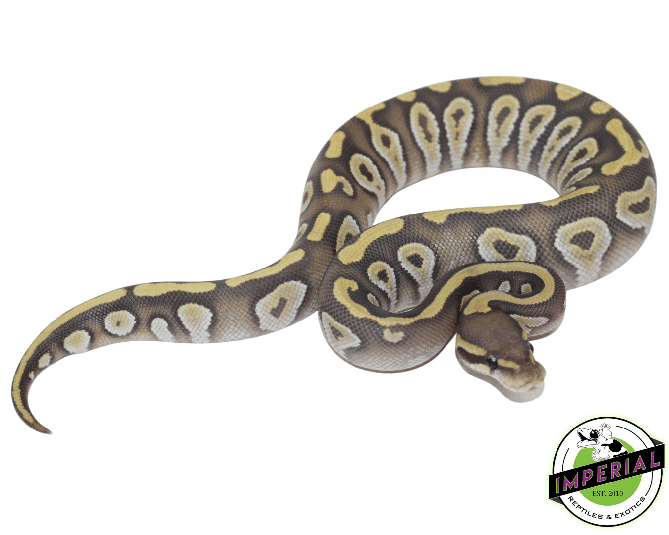 mojave ghost ball python for sale, buy reptiles online