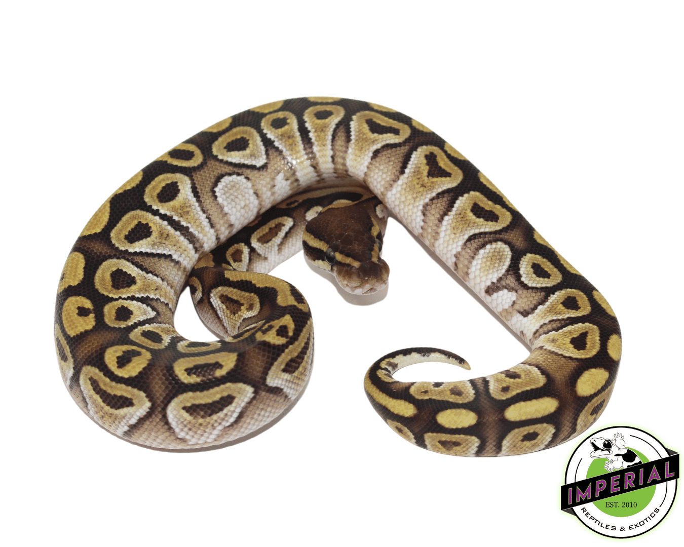 Jedi Mojave Ball Python For Sale - Imperial Reptiles – IMPERIAL ...
