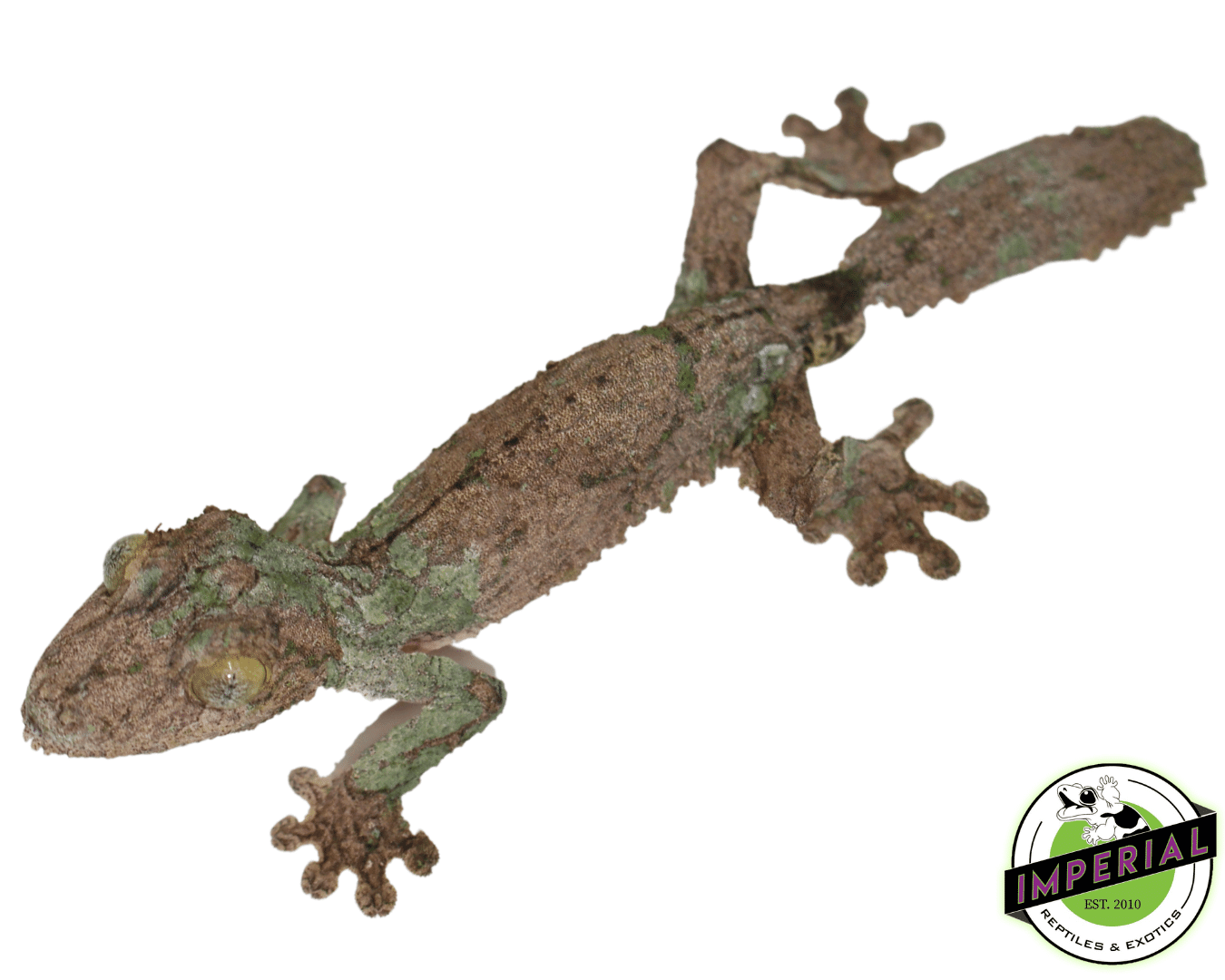 mossy leaf tail gecko for sale, buy reptiles online