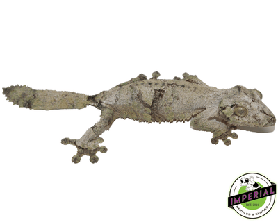 mossy leaf tail gecko for sale, buy reptiles online