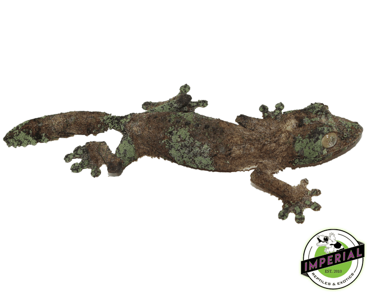 未開封品 OZWRT Agave Leaf Tailed Gecko 17cm 2025年最新】オズワート