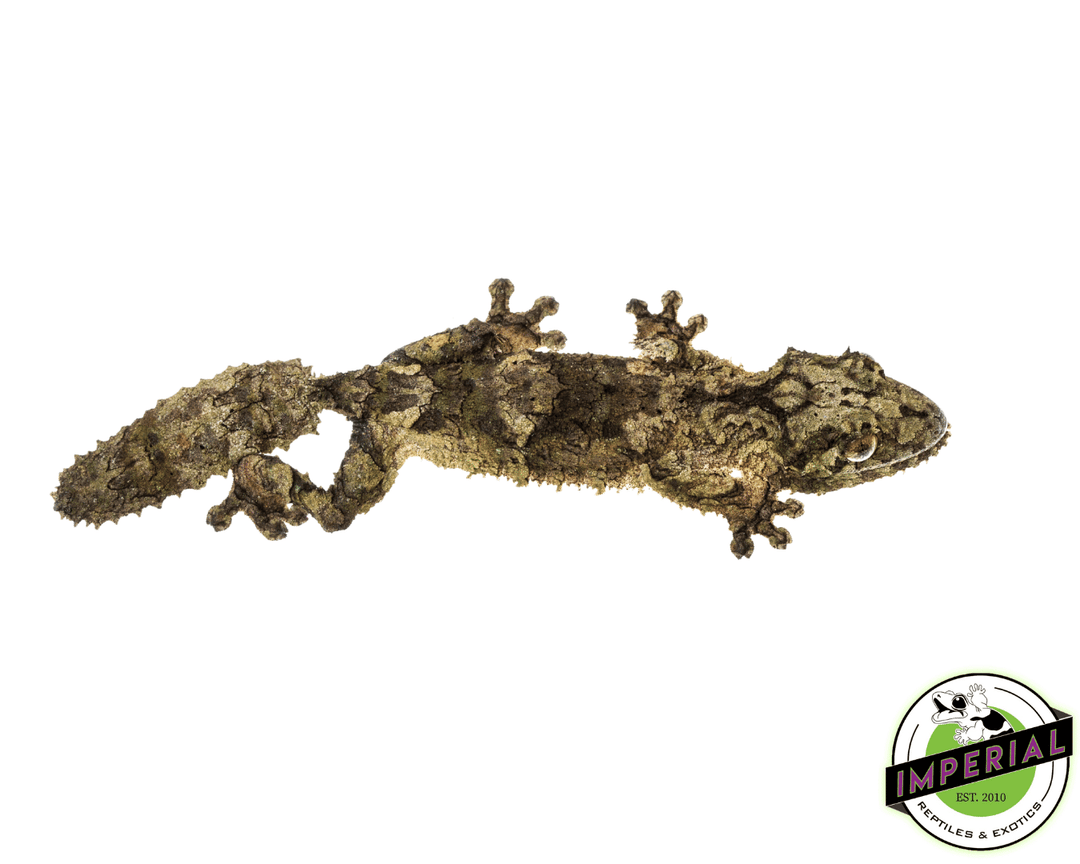 【美品】OZWRT Agave Leaf Tailed Gecko 17cm エダハアガベヤモリ』Verオテロイ Satanic Agave Leaf Tailed