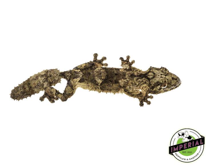 未開封品 OZWRT Agave Leaf Tailed Gecko 17cm giant-leaf-tail-geckos-for-