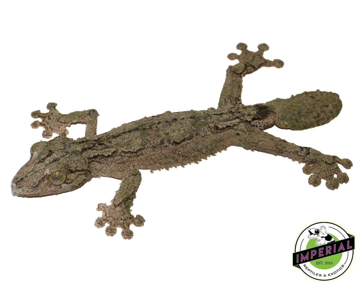 Leaf-tailed gecko {Uroplatus sikorae} toe pad