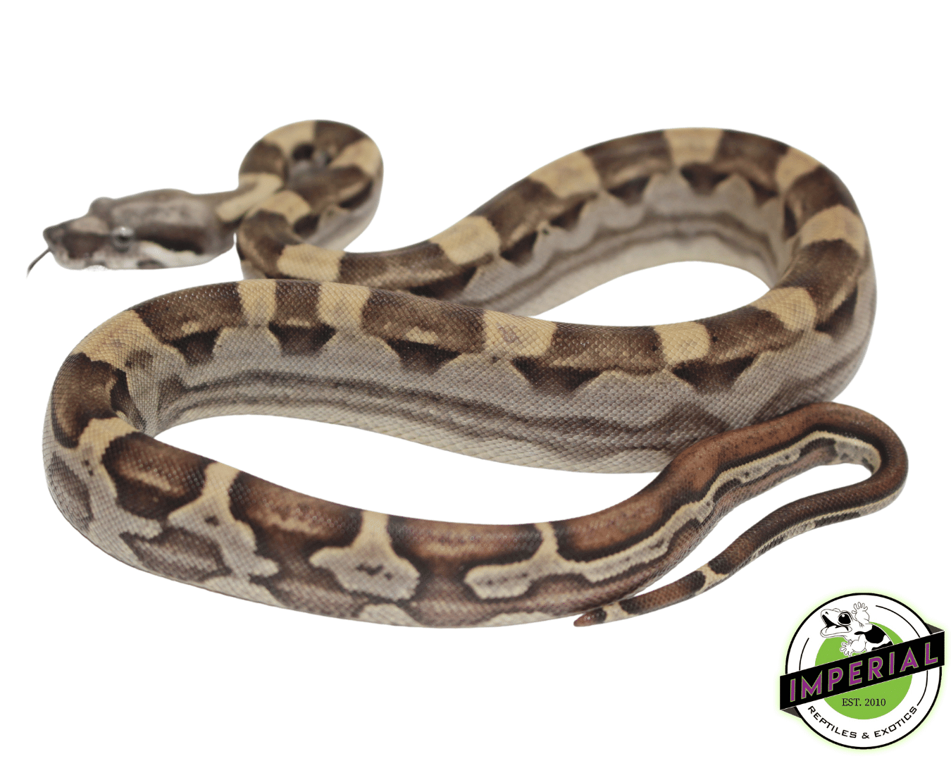 motley het anery colombian boa constrictor for sale, buy reptiles online