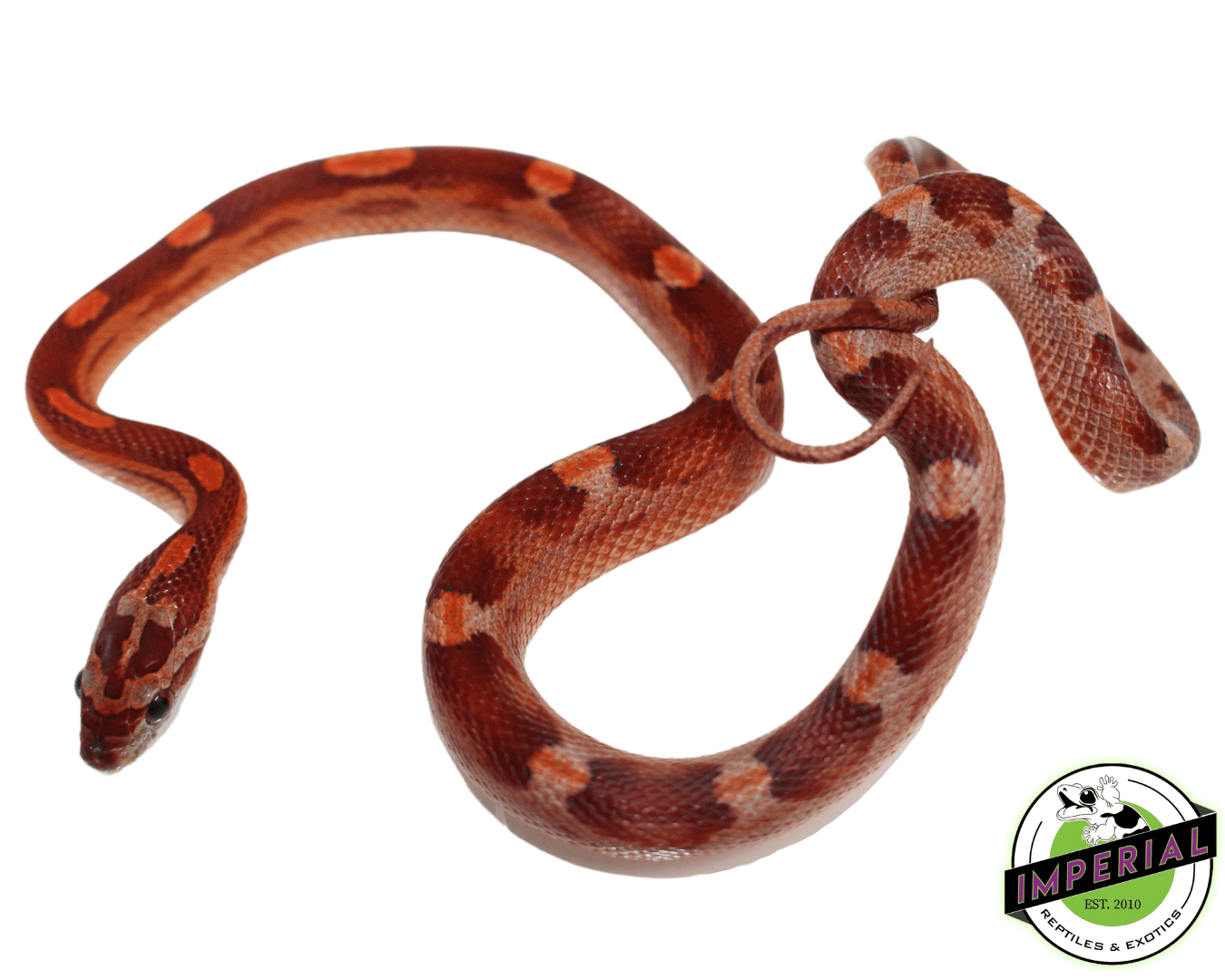 Motley Corn Snake For Sale - Imperial Reptiles – IMPERIAL REPTILES