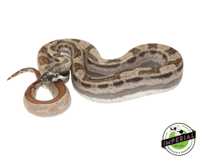 motley hypo colombian boa constrictor for sale, buy reptiles online