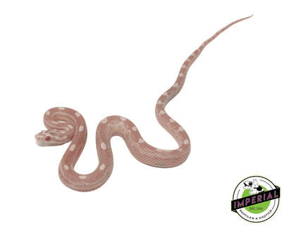snow motley corn snake for sale, buy reptiles online