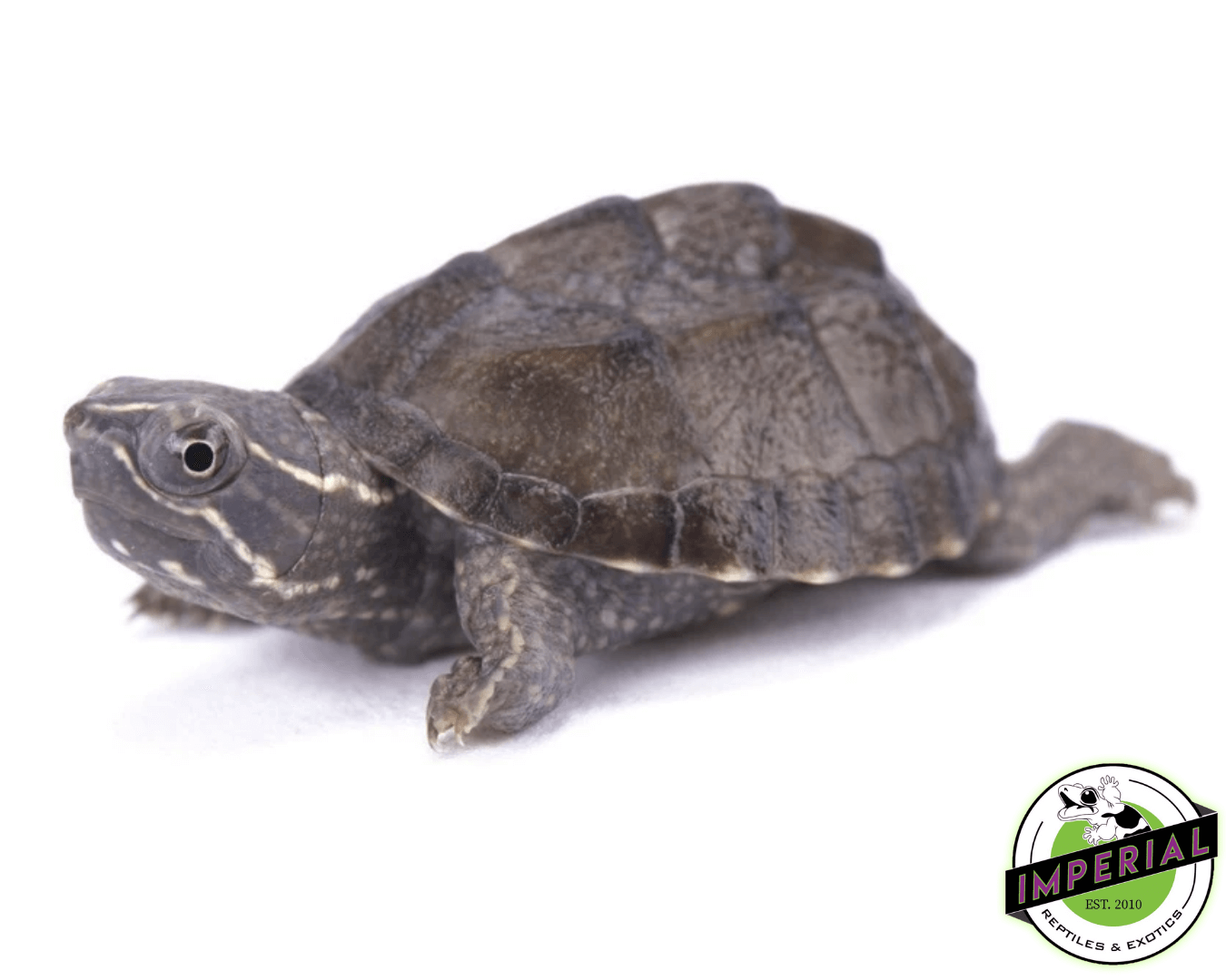 musk turtle for sale, buy reptiles online