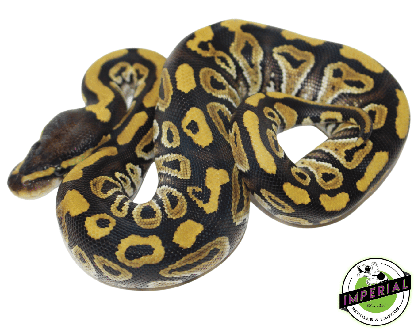 mystic ball python for sale, buy reptiles online