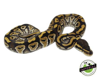 mystic ball python for sale, buy reptiles online