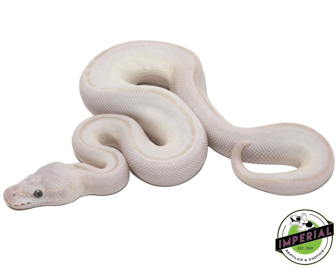 Mystic Crystal Ball Python