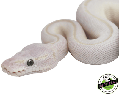blue eyed lucy ball python for sale, buy reptiles online