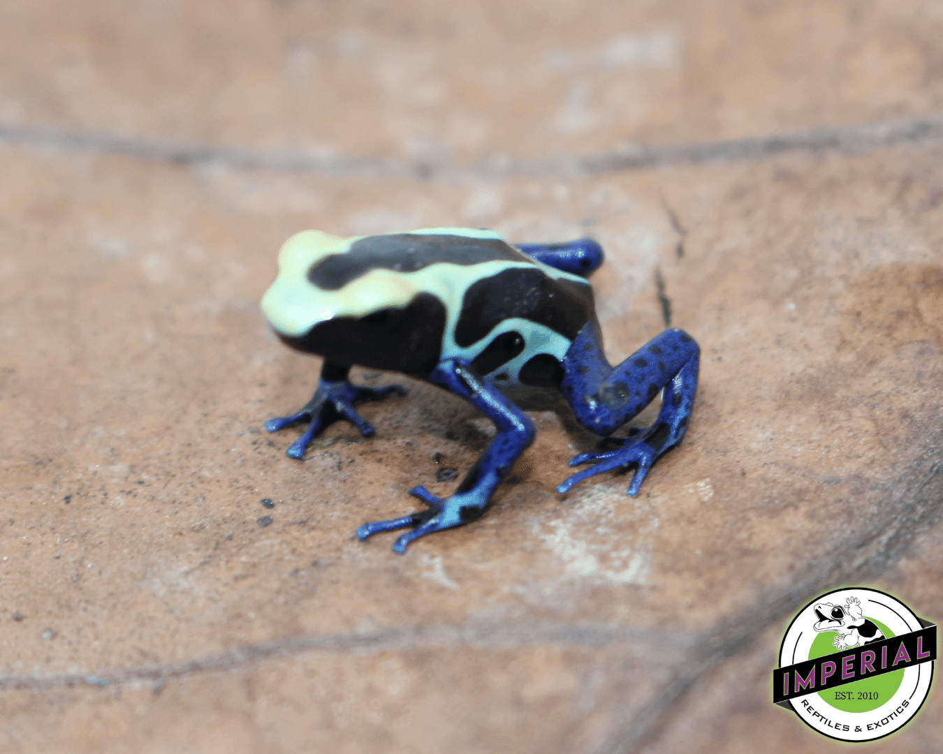Natasha Poison Dart Frog For Sale - Imperial Reptiles – IMPERIAL