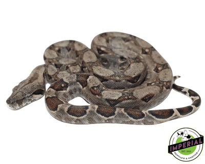 nicaraguan boa constrictor for sale, buy reptiles online