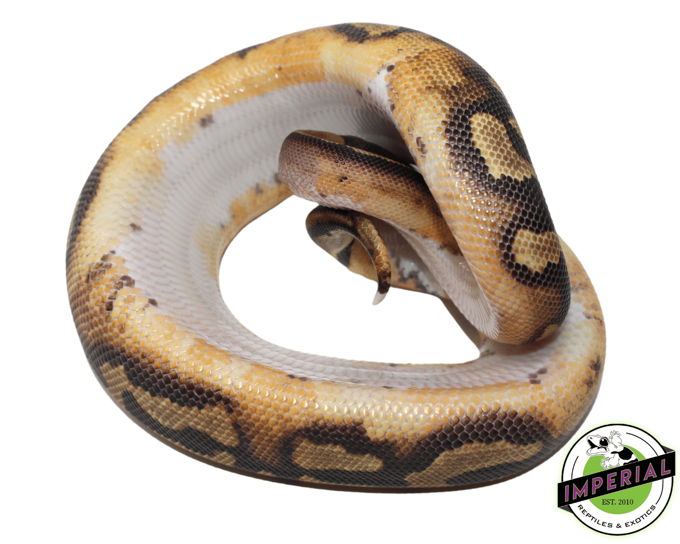 ball python for sale, buy ball pythons online at cheap prices