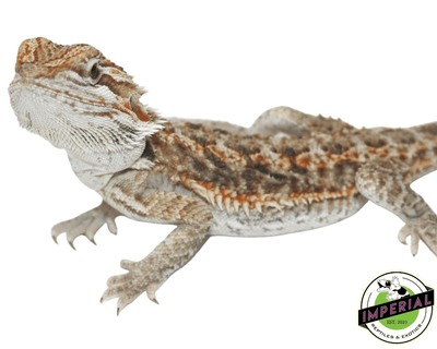 bearded dragon for sale, buy bearded dragons online at cheap prices