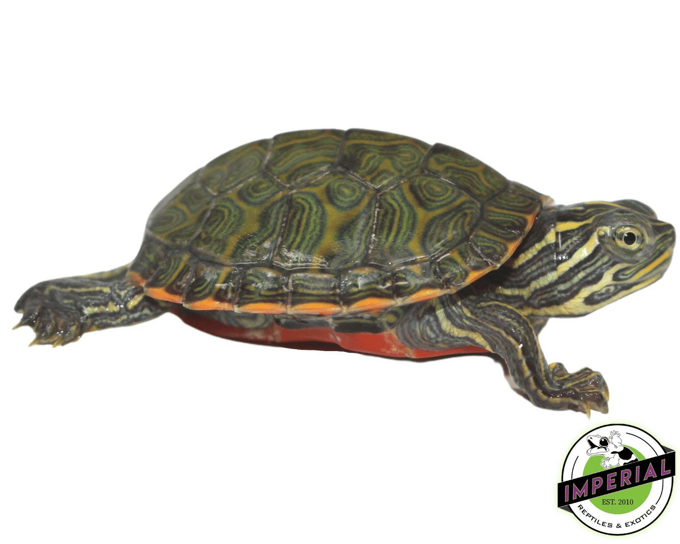 Northern Red Belly cooter turtle for sale, buy reptiles online