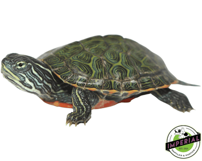 Northern Red Belly cooter turtle for sale, buy reptiles online