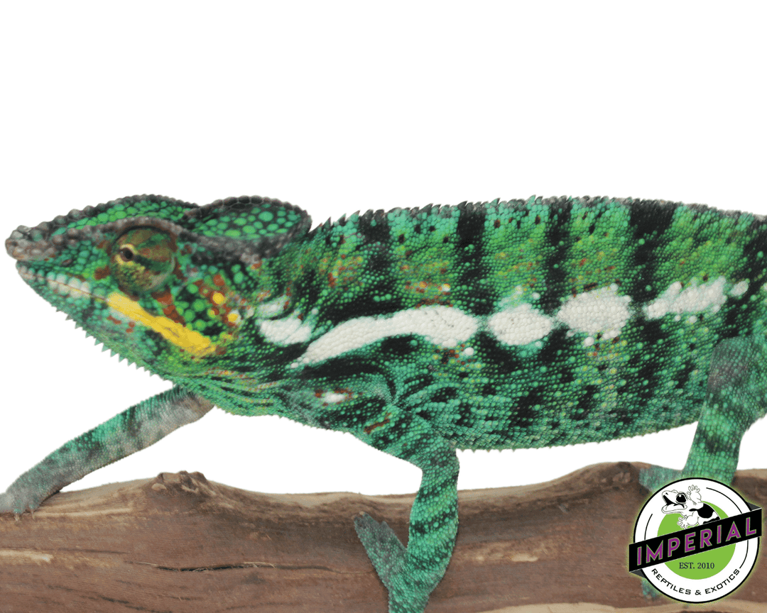 nosy-be-chameleon-for-sale-