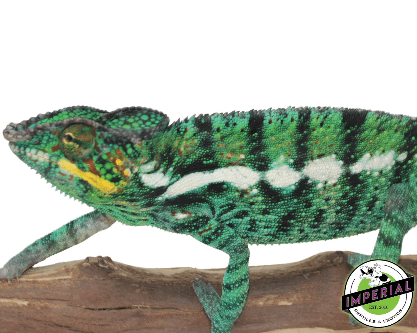 nosy be panther chameleon for sale, buy reptiles online