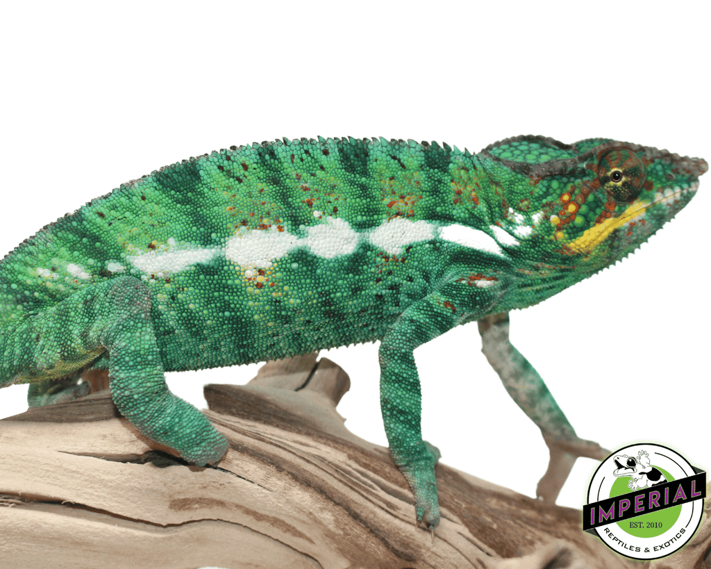 Nosy Be Panther Chameleon