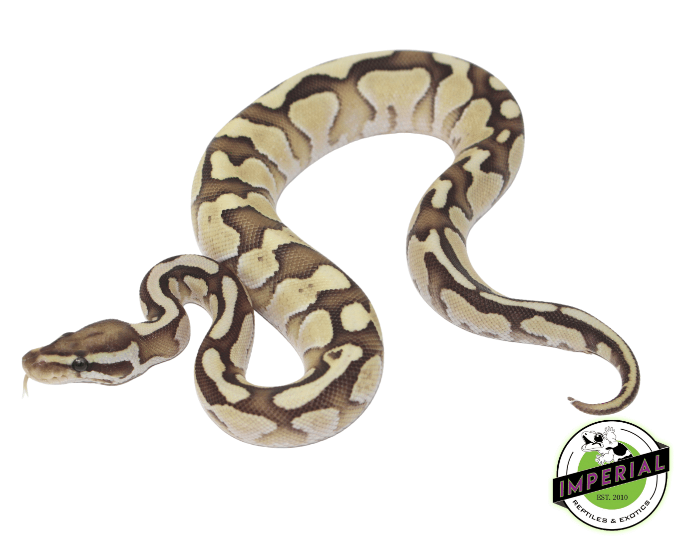 Nuclear Ball Python For Sale - Imperial Reptiles – IMPERIAL REPTILES ...