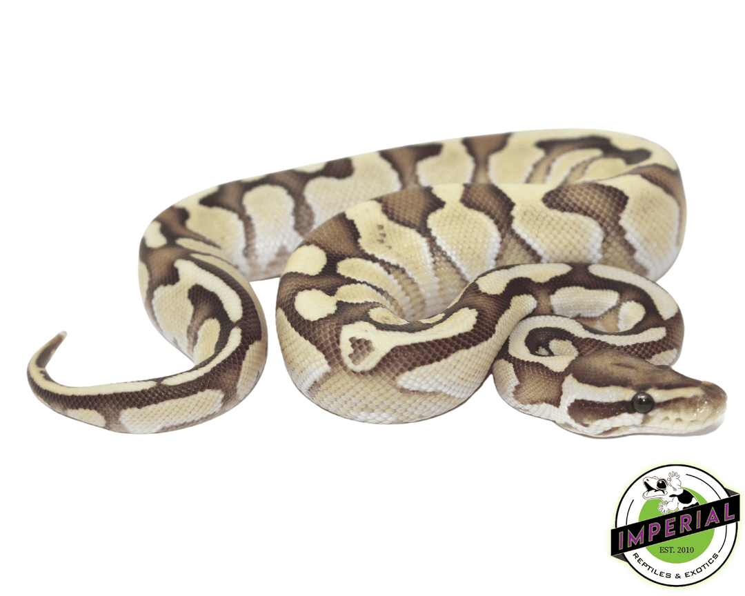 Nuclear Spinner Ball Python Ball Pythons – Markus Jayne Ball Pythons