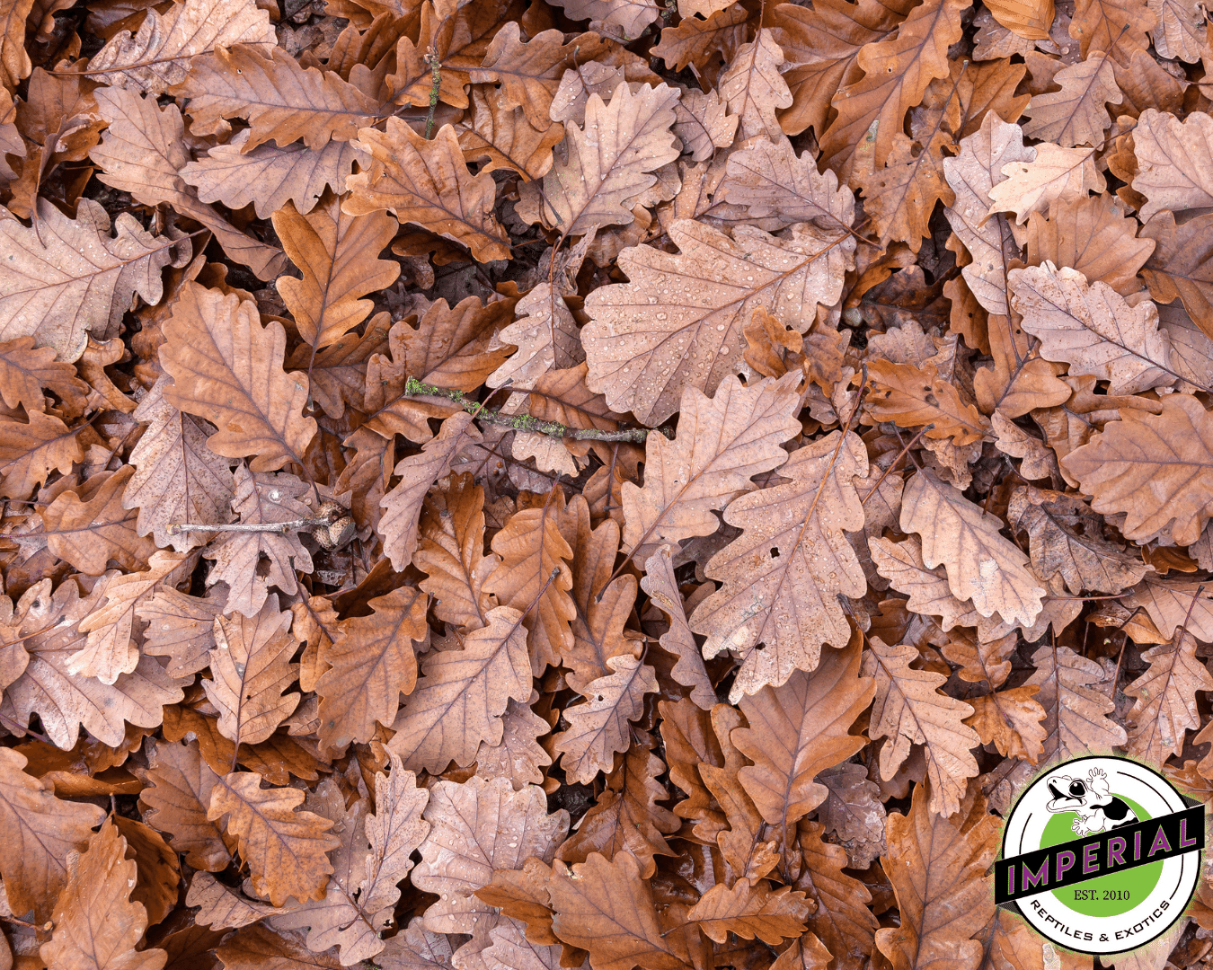 Oak Leaf litter Substrate for sale online at cheap prices. ABG mix is important for vivariums and reptile enclosures.