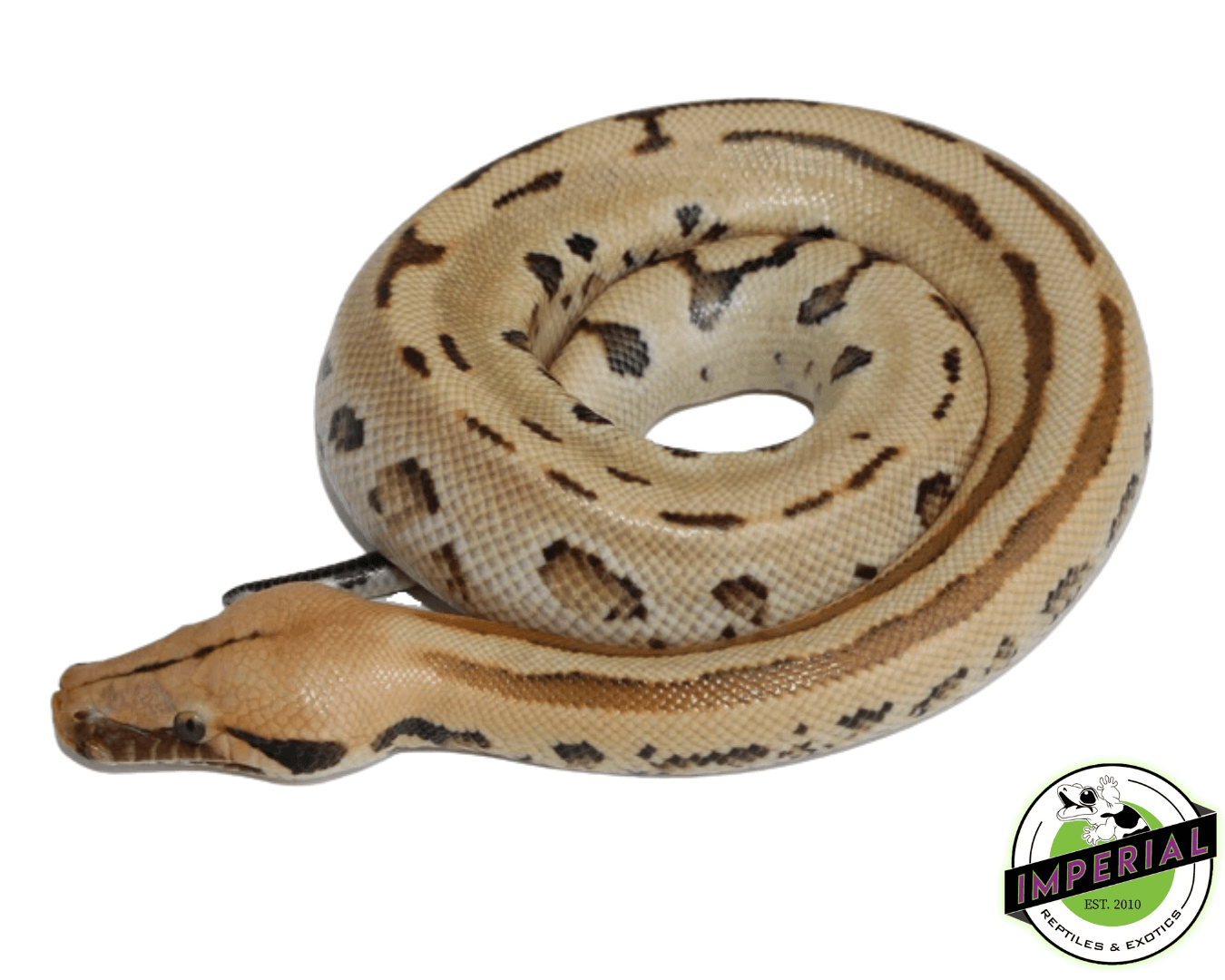 ocelot borneo short tail python for sale, buy reptiles online