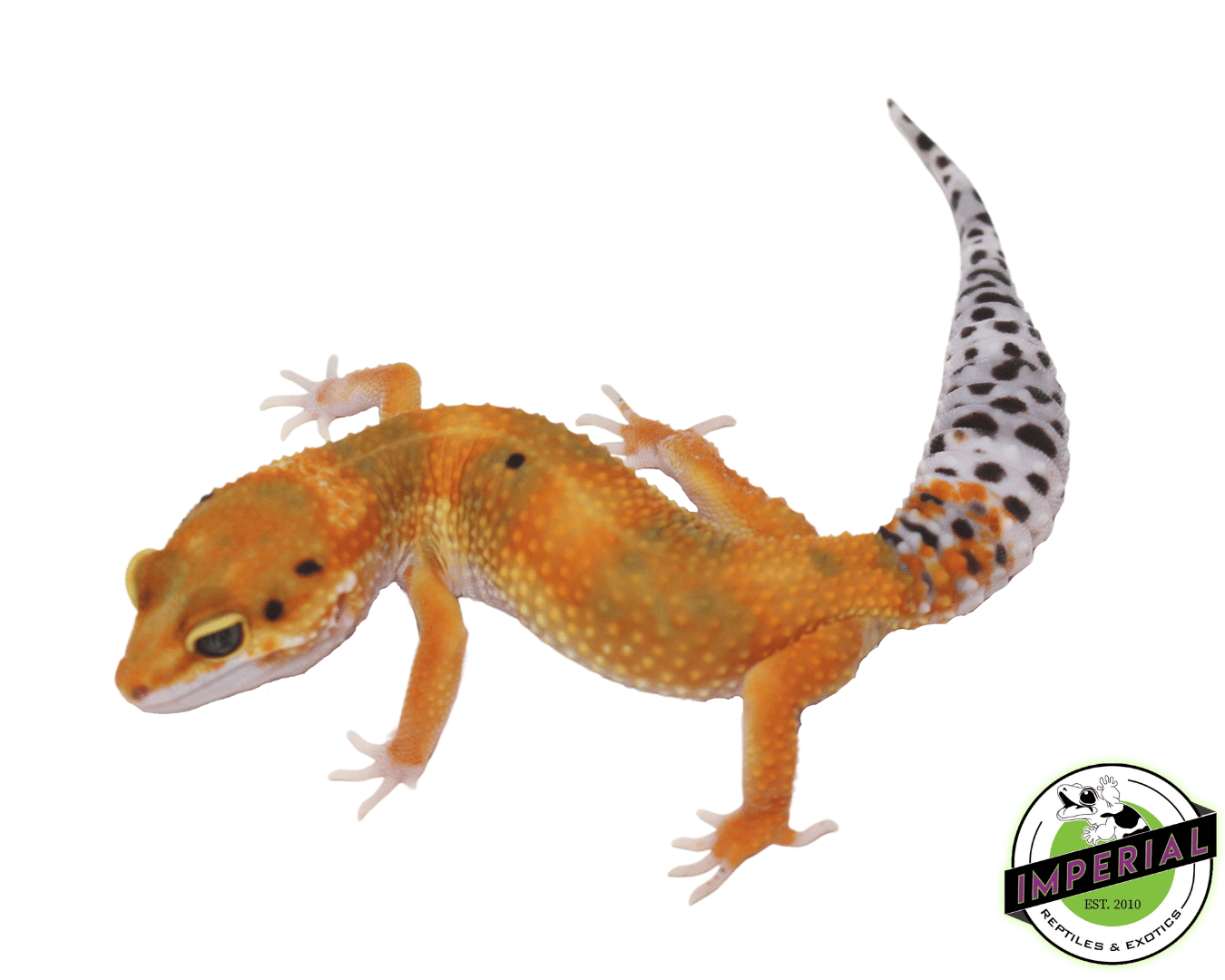 Sunglow Og Leopard Gecko For Sale Imperial Reptiles Imperial Reptiles And Exotics