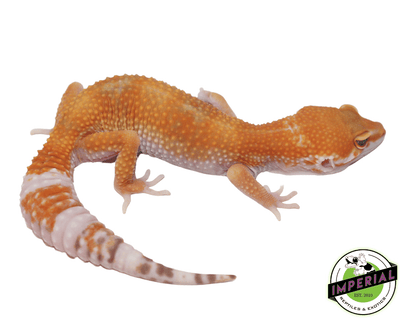 og sunglow leopard gecko for sale online, buy cheap geckos near me