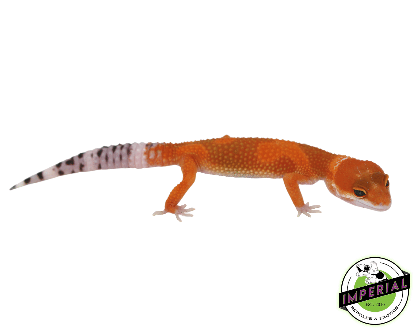 og tangerine leopard gecko for sale, buy reptiles online