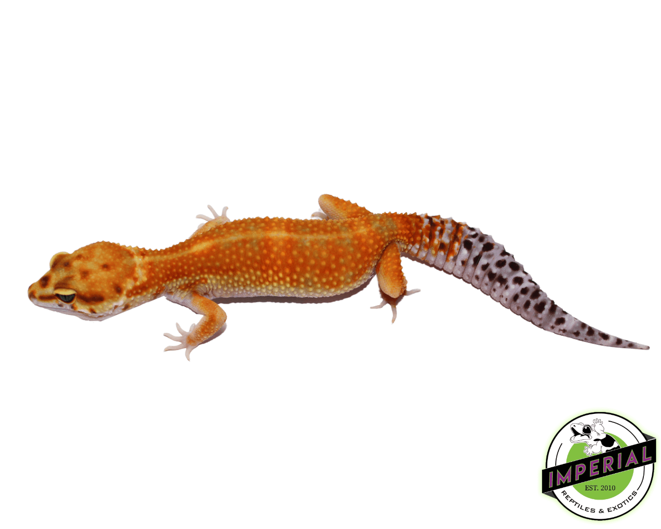 orange green tangerine leopard gecko for sale, buy reptiles online
