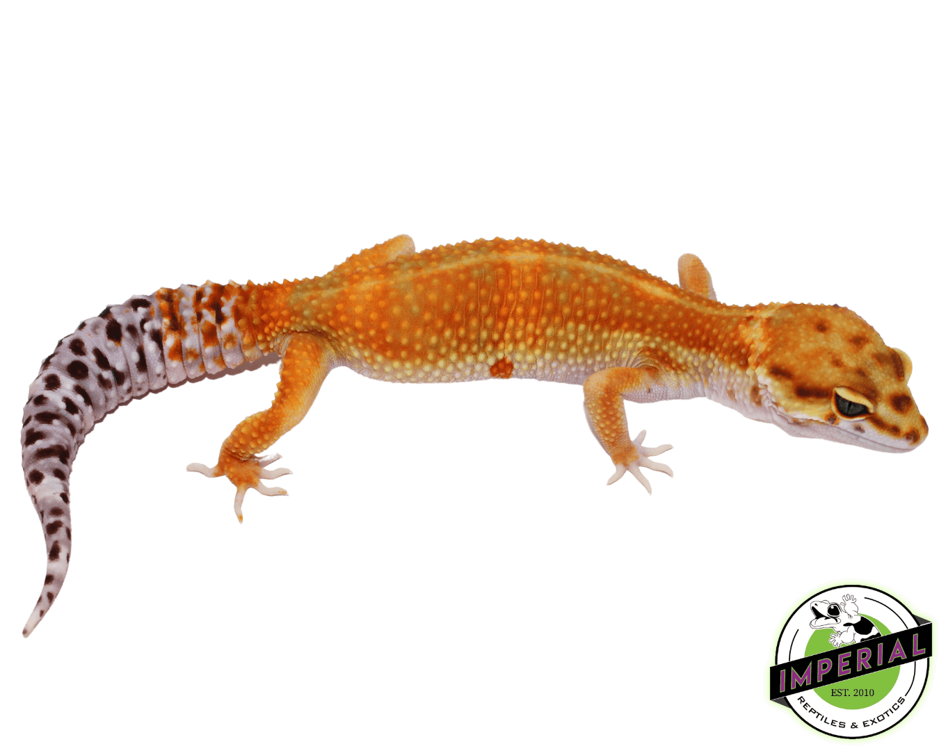 OG Tangerine Leopard Gecko Adult For Sale - Imperial Reptiles
