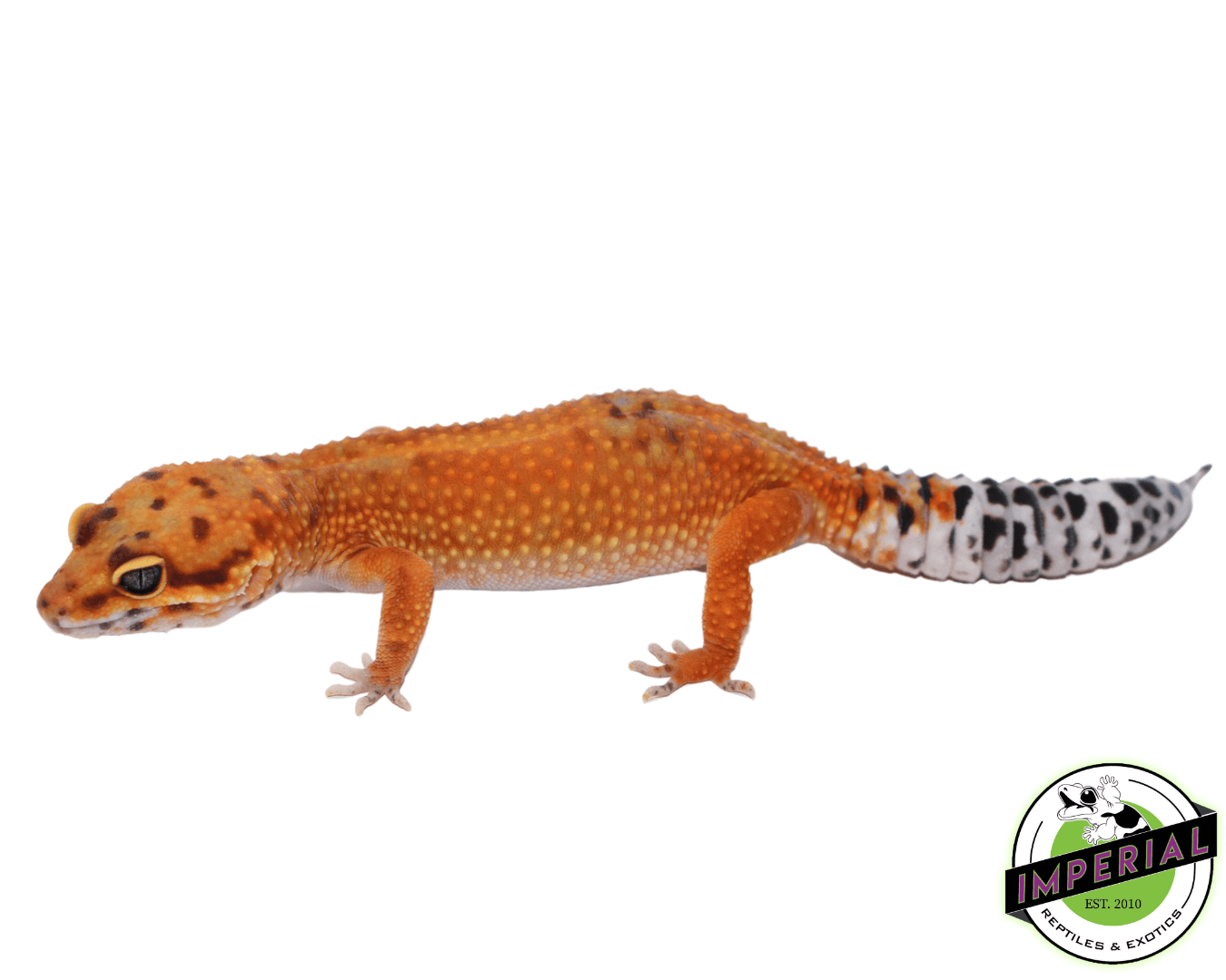 OG Tangerine Leopard Gecko Adult For Sale - Imperial Reptiles