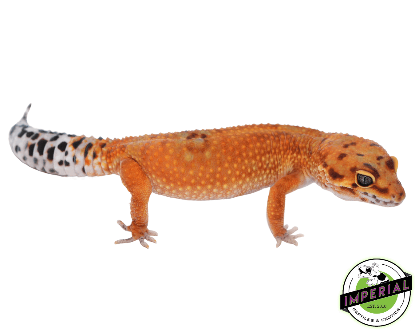 OG Tangerine Leopard Gecko Adult For Sale - Imperial Reptiles