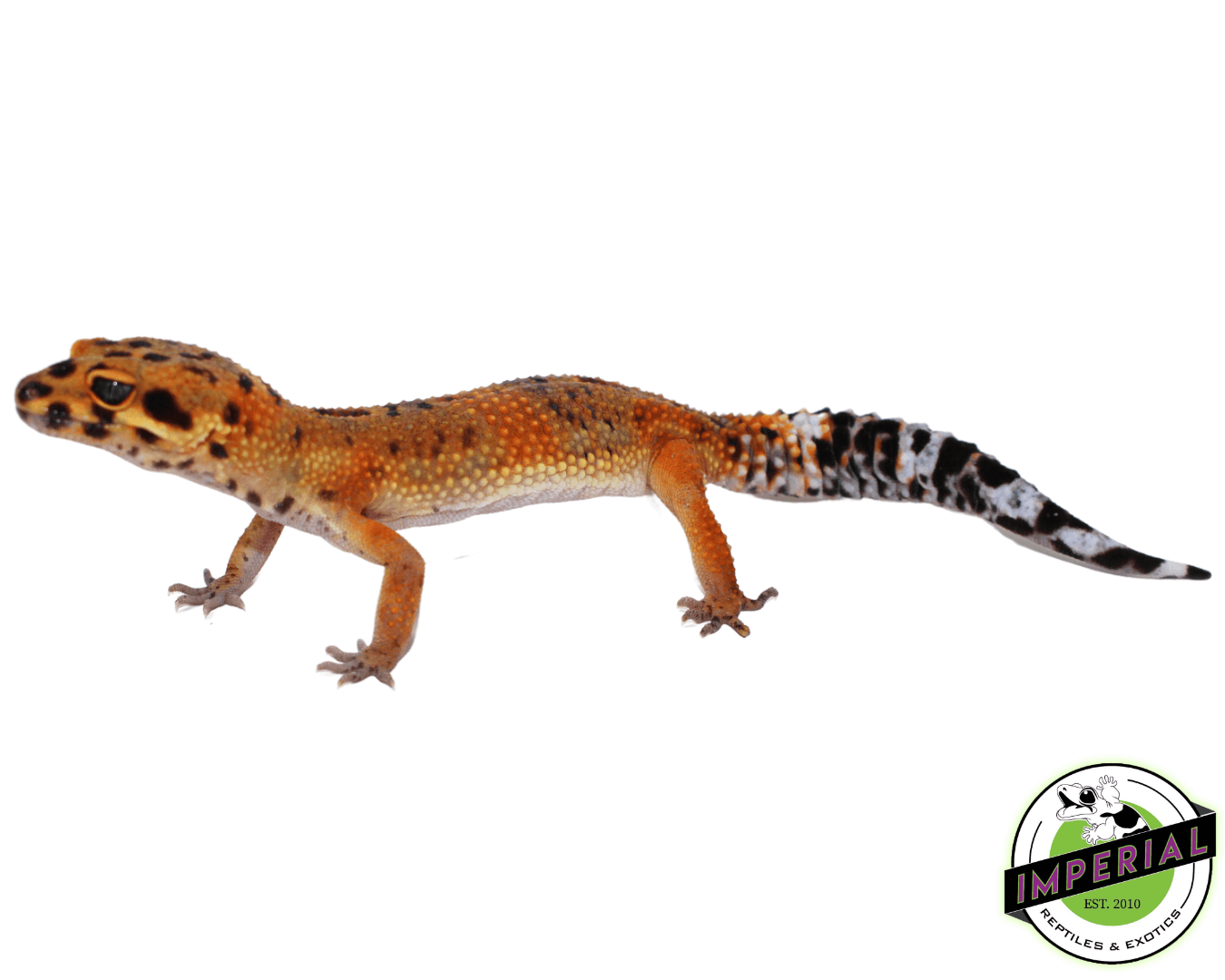ink spot orange green tangerine leopard gecko for sale, buy reptiles online