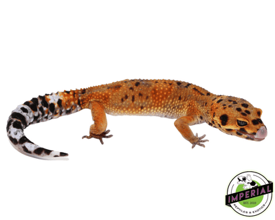 ink spot orange green tangerine leopard gecko for sale, buy reptiles online