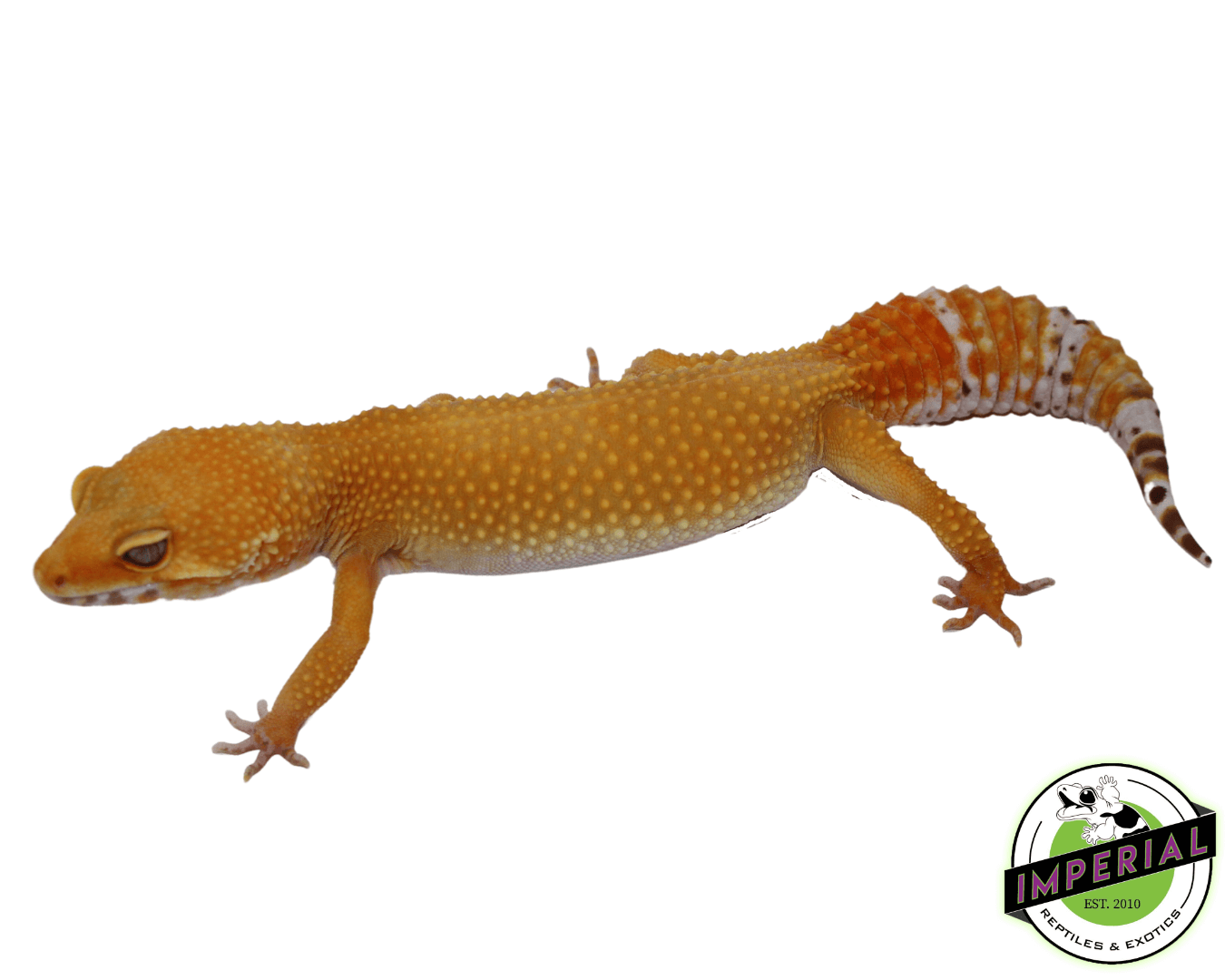 OG Tremper Sunglow Leopard Gecko Adult For Sale - Imperial Reptiles